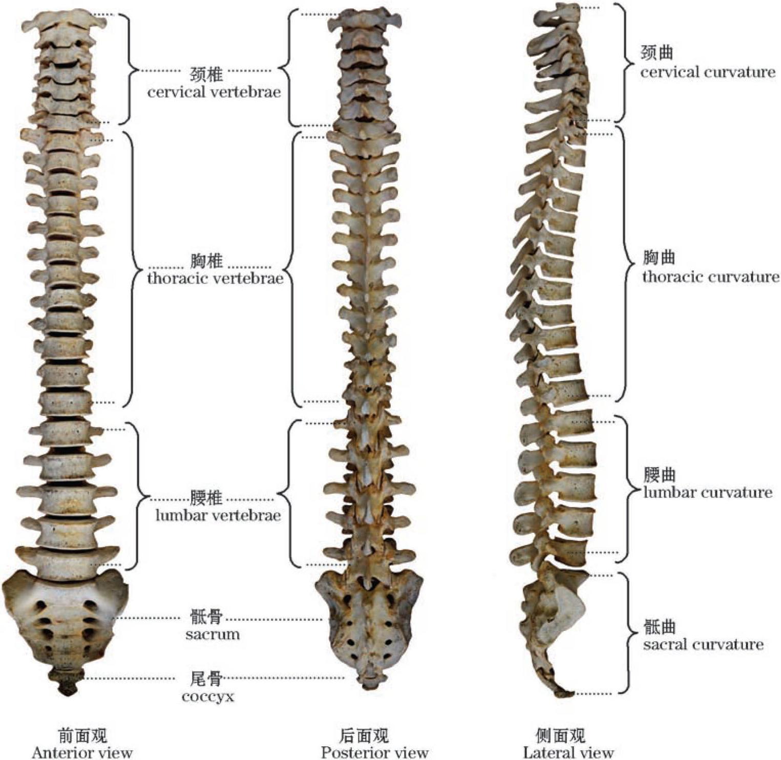 图1-5 椎骨概观